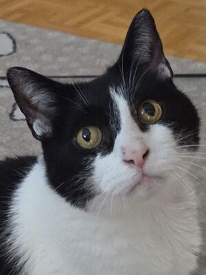 Cielo, Europäisch Kurzhaar - Kater