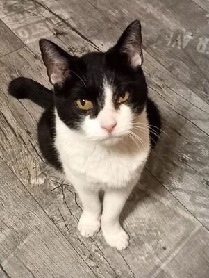 Cielo, Europäisch Kurzhaar - Kater