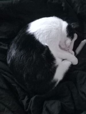 Cielo, Europäisch Kurzhaar - Kater
