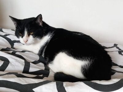 Cielo, Europäisch Kurzhaar - Kater