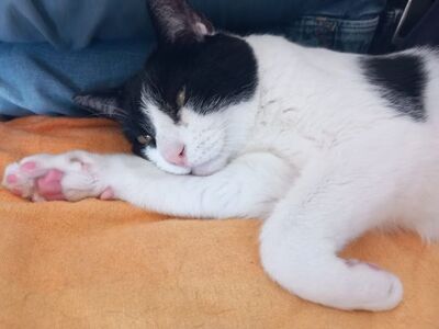 Cielo, Europäisch Kurzhaar - Kater