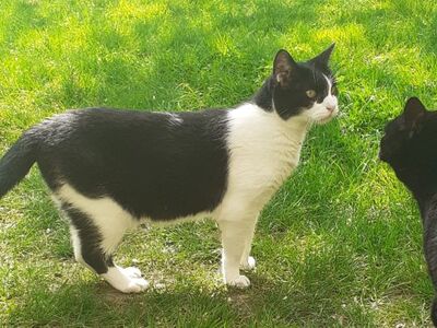 Cielo, Europäisch Kurzhaar - Kater
