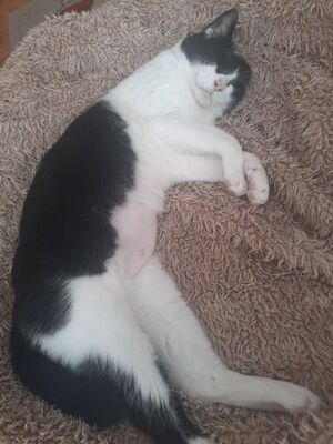Cielo, Europäisch Kurzhaar - Kater