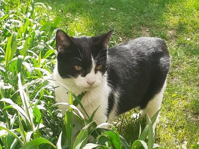 Cielo, Europäisch Kurzhaar - Kater
