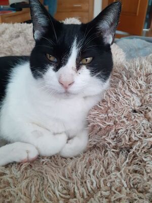 Cielo, Europäisch Kurzhaar - Kater