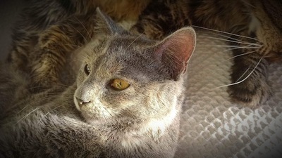 Cindy - Zauberhaftes Katzenmädchen, ca. 10 Monate, Mischling - Katze 1