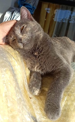Cindy - Zauberhaftes Katzenmädchen, ca. 10 Monate, Mischling - Katze