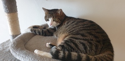 Cindy und Kira, Hauskatze - Katze