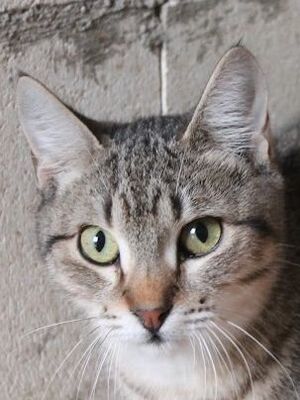 Cinto, Europäisch Kurzhaar - Kater