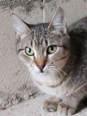 Cinto, Europäisch Kurzhaar - Kater