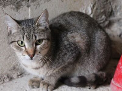 Cinto, Europäisch Kurzhaar - Kater