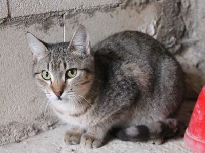 Cinto, Europäisch Kurzhaar - Kater