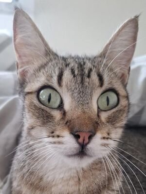 Cinto, Europäisch Kurzhaar - Kater