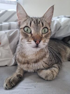 Cinto, Europäisch Kurzhaar - Kater