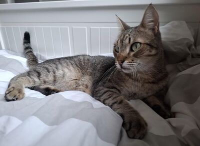 Cinto, Europäisch Kurzhaar - Kater