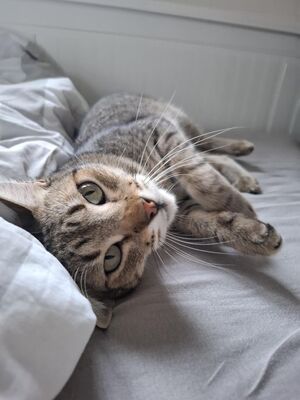 Cinto, Europäisch Kurzhaar - Kater