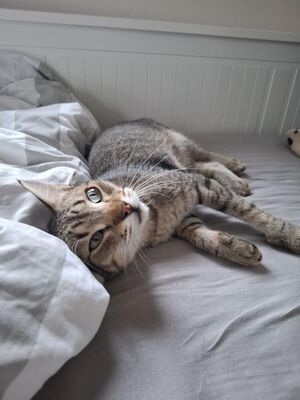 Cinto, Europäisch Kurzhaar - Kater