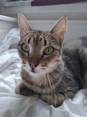 Cinto, Europäisch Kurzhaar - Kater