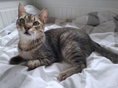 Cinto, Europäisch Kurzhaar - Kater