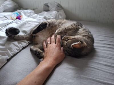 Cinto, Europäisch Kurzhaar - Kater
