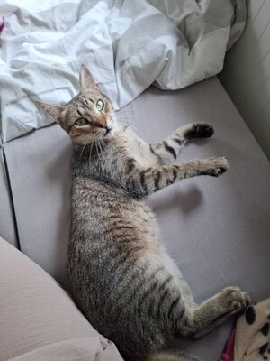 Cinto, Europäisch Kurzhaar - Kater