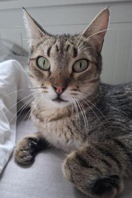 Cinto, Europäisch Kurzhaar - Kater