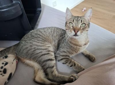 Cinto, Europäisch Kurzhaar - Kater