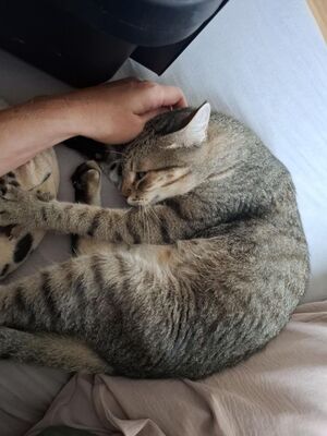 Cinto, Europäisch Kurzhaar - Kater