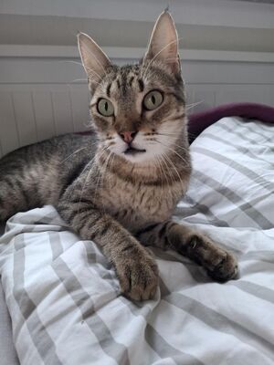 Cinto, Europäisch Kurzhaar - Kater