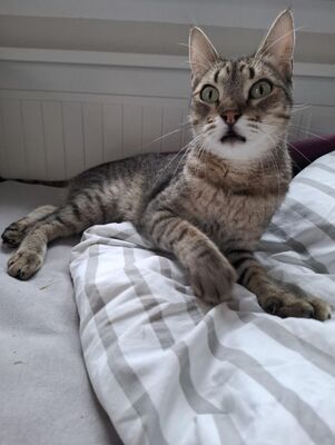 Cinto, Europäisch Kurzhaar - Kater