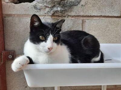 Clap, Europäisch Kurzhaar - Katze