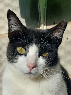 Clap (geb. Feb. 2022) - EKH-Katze, EKH - Katze