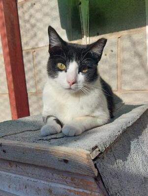 Clap (geb. Feb. 2022) - EKH-Katze, EKH - Katze