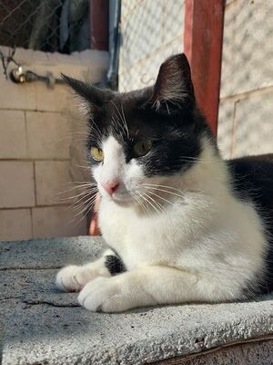 Clap geb. Februar 2022, Europäisch Kurzhaar - Katze