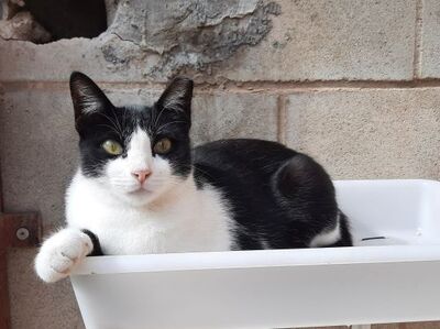 Clap geb. Februar 2022, Europäisch Kurzhaar - Katze
