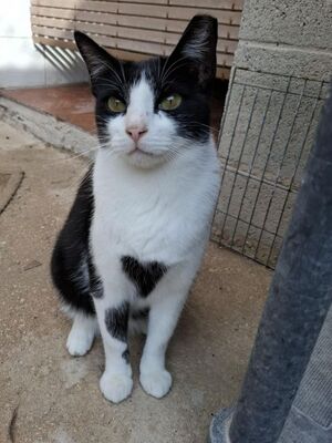 Clap geb. Februar 2022, Europäisch Kurzhaar - Katze