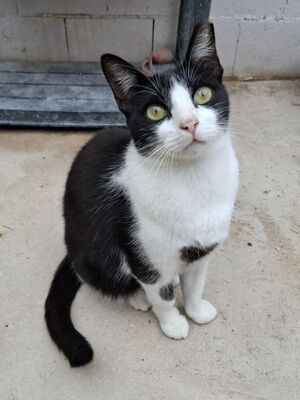 Clap geb. Februar 2022, Europäisch Kurzhaar - Katze