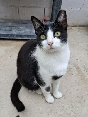 Clap geb. Februar 2022, Europäisch Kurzhaar - Katze
