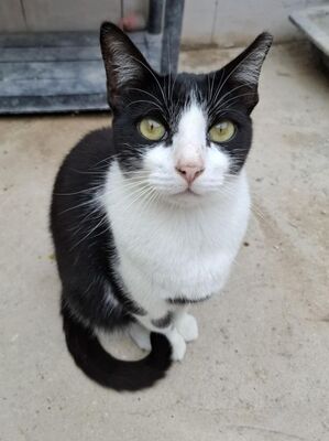 Clap geb. Februar 2022, Europäisch Kurzhaar - Katze