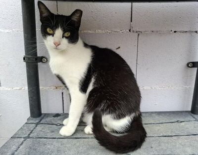 Clap geb. Februar 2022, Europäisch Kurzhaar - Katze