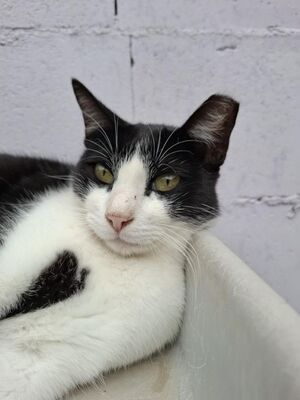 Clap geb. Februar 2022, Europäisch Kurzhaar - Katze