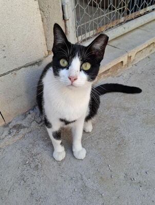 Clap geb. Februar 2022, Europäisch Kurzhaar - Katze