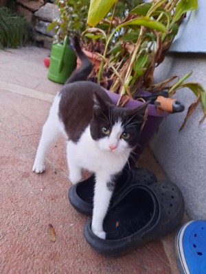 Clara, Bauernhofkatze Jungtier - Katze