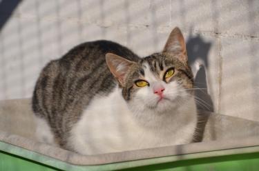 Clara (geb. April 23), EKH - Katze