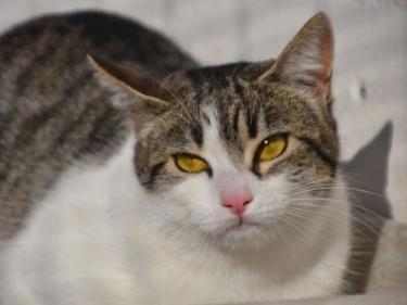 Clara (geb. April 23), EKH - Katze