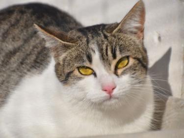 Clara (geb. April 23), EKH - Katze