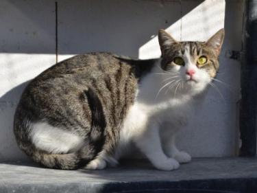 Clara (geb. April 23), EKH - Katze