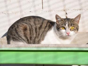 Clara (geb. April 23), EKH - Katze