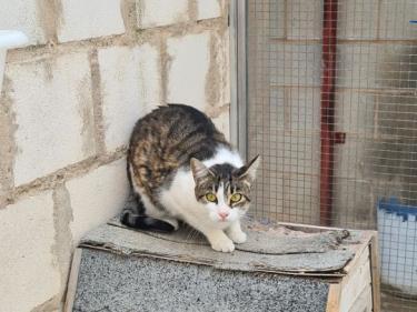 Clara (geb. April 23), EKH - Katze