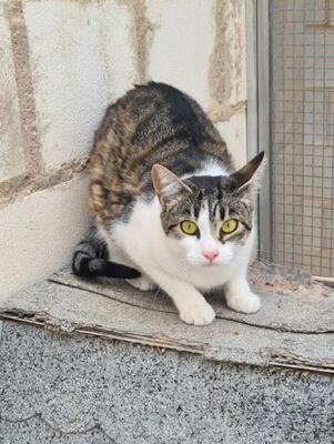 Clara (geb. April 23), EKH - Katze
